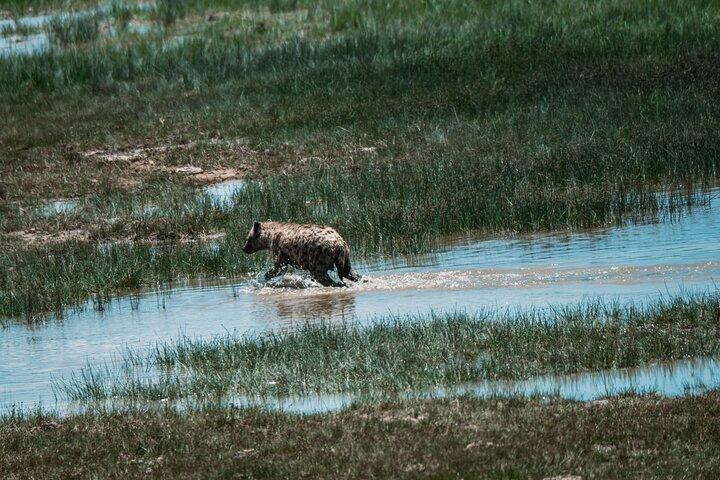 4 días de safari de campamento en el cráter Tarangire, Serengeti y Ngorongoro