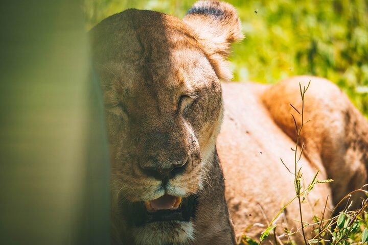 4 días de safari de campamento en el cráter Tarangire, Serengeti y Ngorongoro