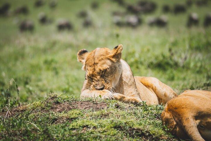 4 días de safari de campamento en el cráter Tarangire, Serengeti y Ngorongoro