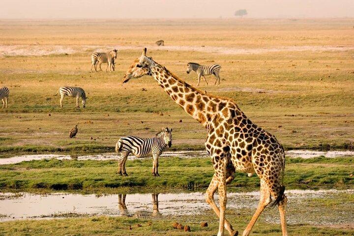 Groepsreis door het Nairobi Nationaal Park
