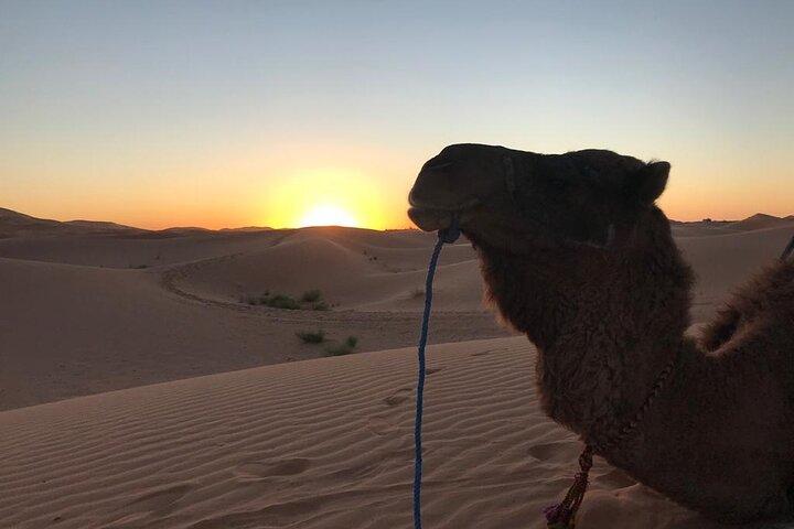 Esclusivo Merzouga Desert Safari: Giro in cammello, Sandsurf & cena