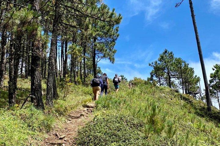 Hiking in the Enchanted Forest of Ixtepeji with Rescue Dogs