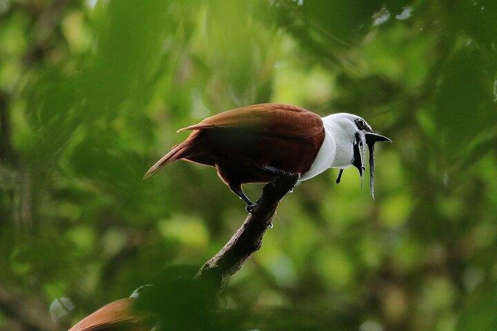 PRIVATE Guided Walk to the Curi Cancha Reserve