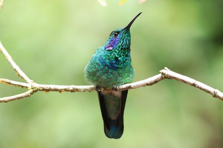 PRIVATE Guided Walk to the Curi Cancha Reserve