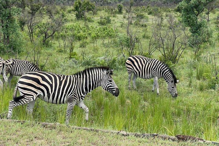 ヨハネスブルグ発クルーガー国立公園＆パノラマルート 2泊3日