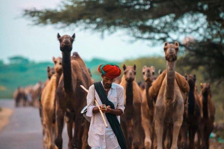 ラジャスタン周遊：ウダイプール、ジョードプル、ジャイサルメール、ビカーネール、ジャイプール