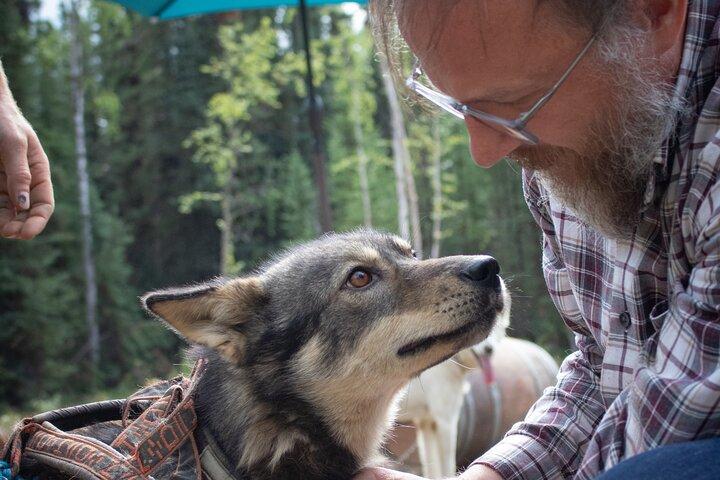 フェアバンクス犬ぞりムッシングカートライド＆ケネルツアー