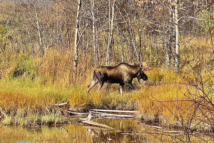 Natuurwandeling Chugach State Park