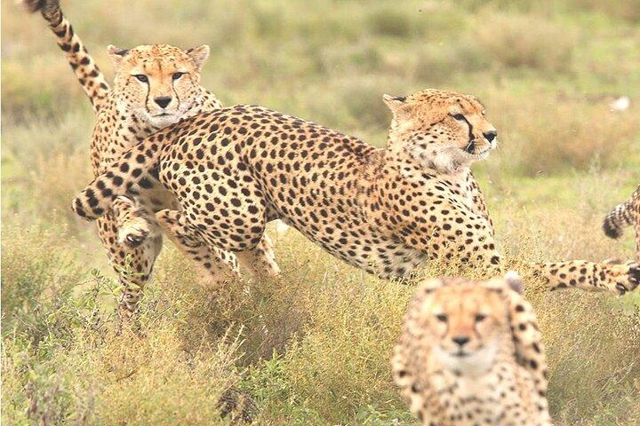 4 Tage großartige Safari durch die Masai Mara und den Lake Nakuru