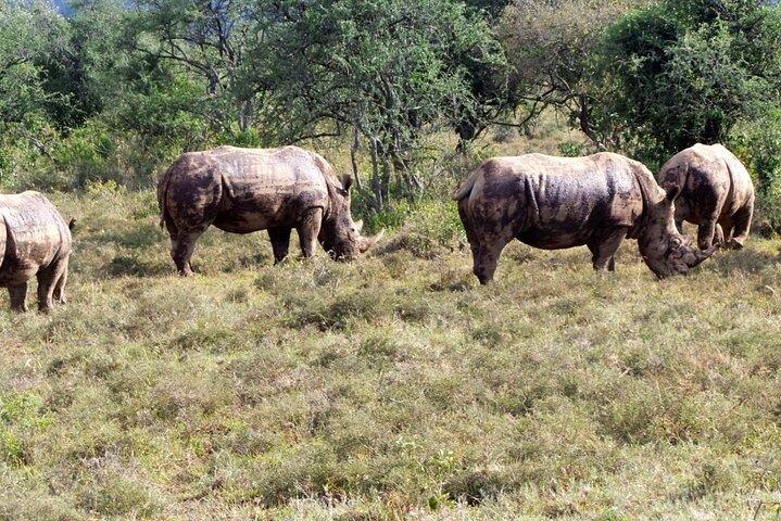 4 Tage großartige Safari durch die Masai Mara und den Lake Nakuru