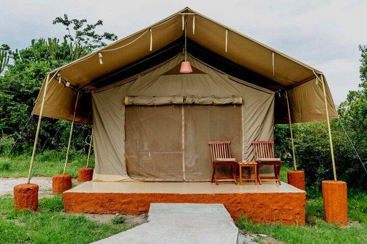 4 giorni fantastici di Maasai Mara Lake Nakuru che si uniscono al safari