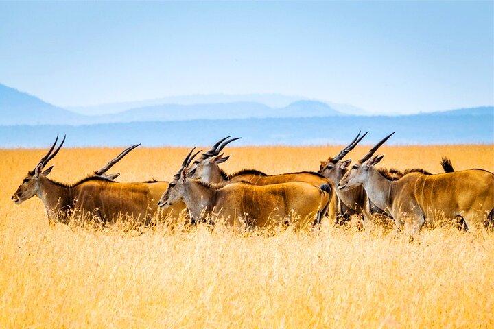 4 Tage großartige Safari durch die Masai Mara und den Lake Nakuru