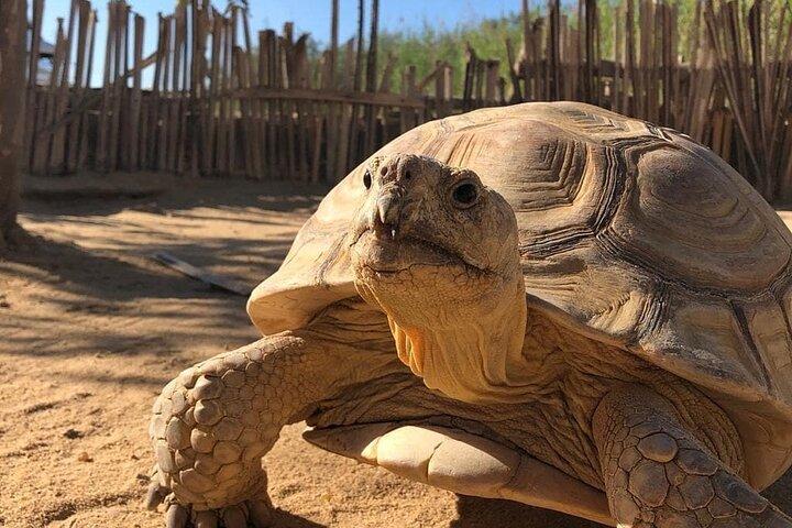 Safari au parc Africano d'Alexandrie au départ du Caire