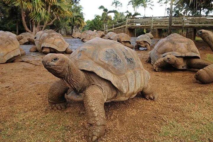オールインクルーシブ 1 日ツアー : シャマレル ラムリー、7 色とランチ