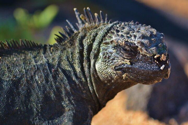 7 Tage Tour in Quito und Santa Cruz/Galapagos - Best of Ecuador