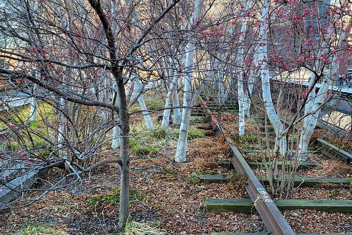 Secrets of the High Line