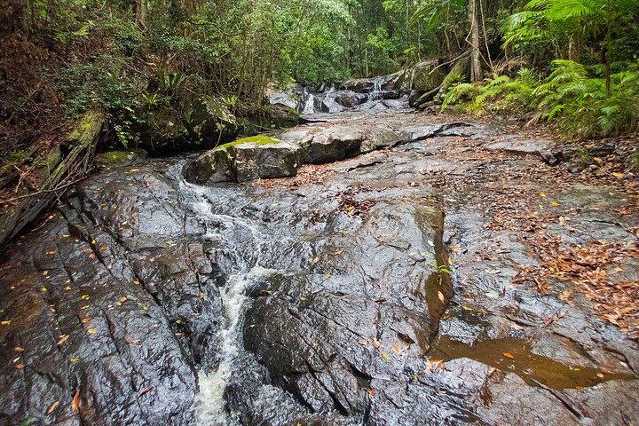 Visite privée de la forêt tropicale de Bellthorpe