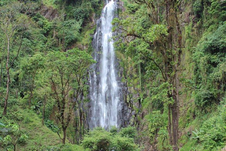 Excursión privada de un día a la catarata Materuni y tour de café