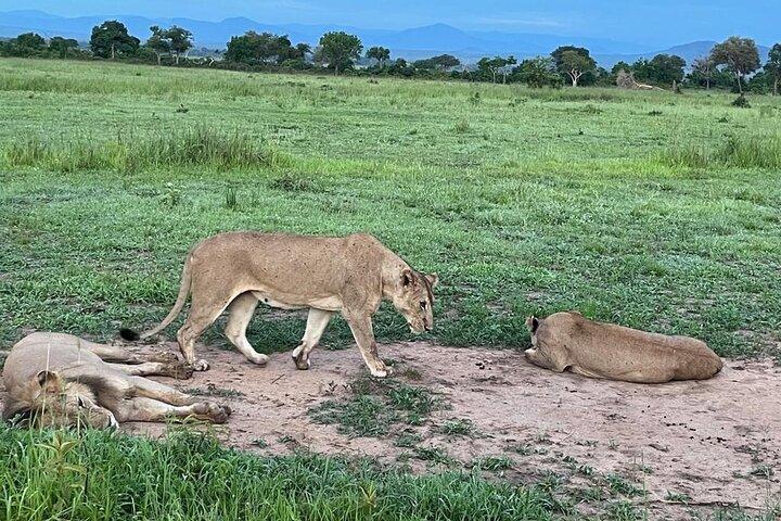 Tour privato Safari di 4 giorni al Parco Nazionale Mikumi e al Parco Nyerere