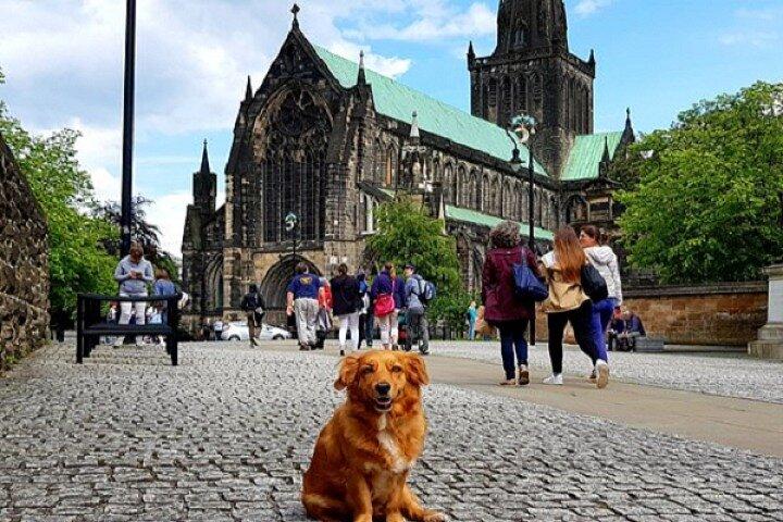 Gander-Wanderungen in Glasgow