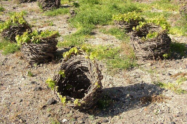 Besuch eines Weinmuseums und Weinprobe in Santorini