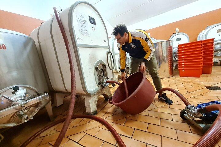 Vin & Olie Tasting Experience