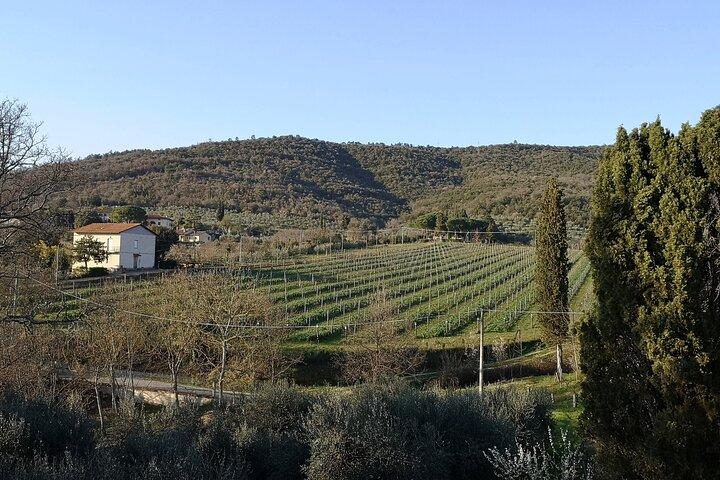 Vin & Olie Tasting Experience