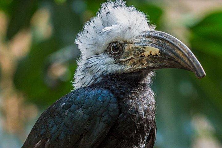 4D シアターへのアクセス付きセントラル パーク動物園入場チケット