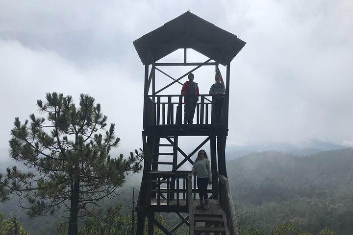 Hiking in the Enchanted Forest of Ixtepeji with Rescue Dogs