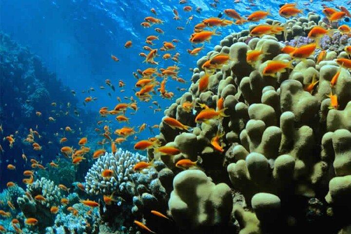 Entdecken Sie das Tauchen in Dahab