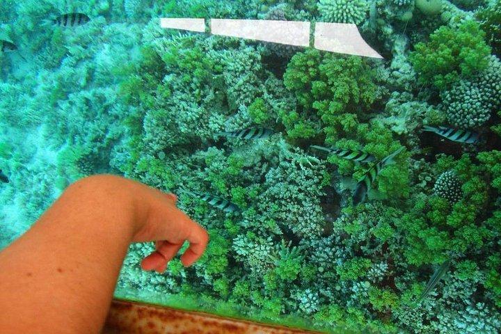 ダハブのグラスボトムボートトリップ