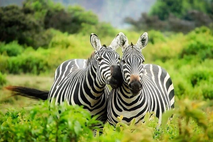 Full day; Hells Gate National park & Lake Naivasha from Nairobi.