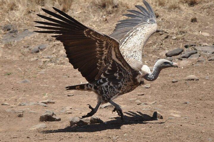 Groepsreis door het Nairobi Nationaal Park