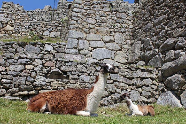 Circuit de 2 jours dans la Vallée Sacrée et le Machu Picchu en train