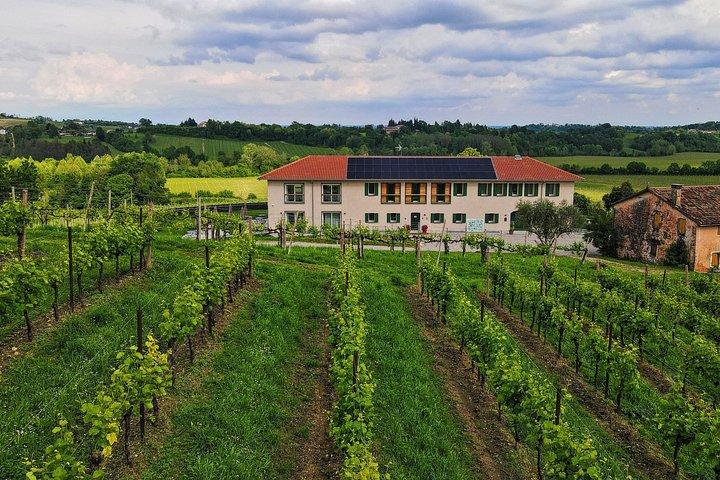 Dégustation de Prosecco non conventionnelle avec une vue imprenable sur les vignobles