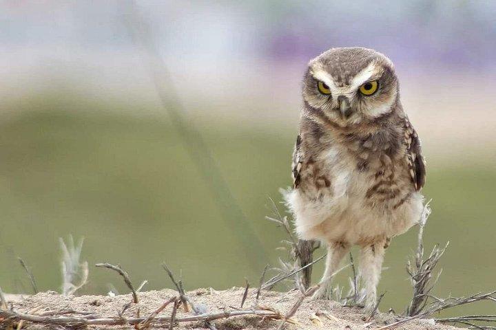 Half-Day Private Birdwatching Tour in Lima