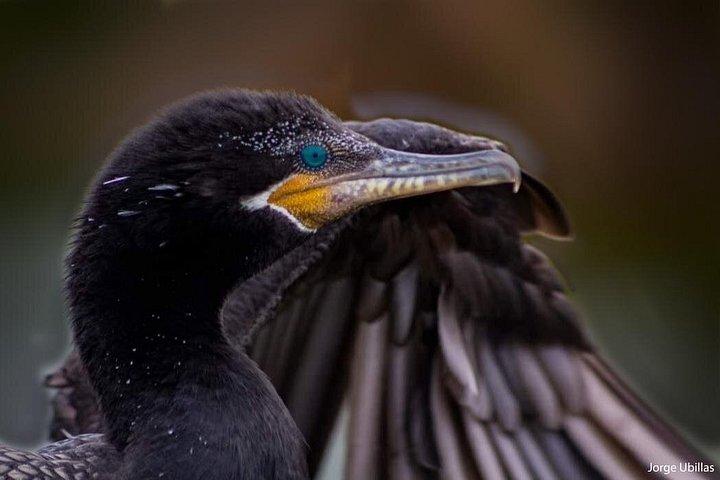 Half-Day Private Birdwatching Tour in Lima