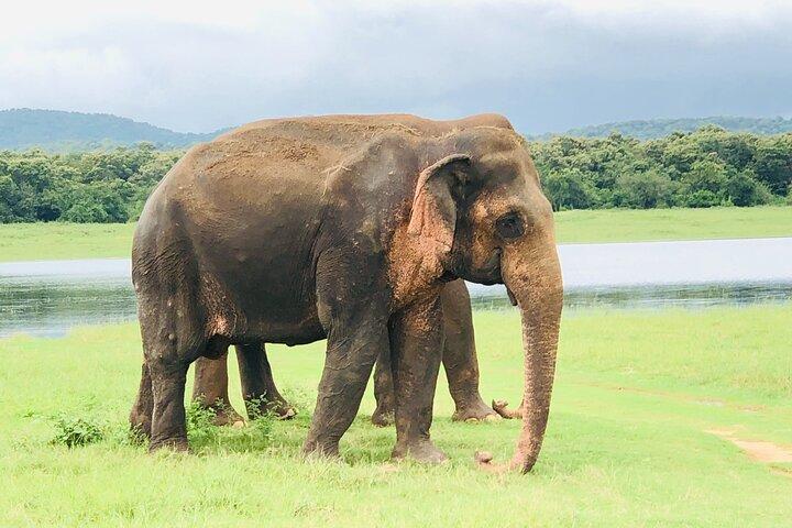 ウダワラワ国立公園サファリ日帰りツアー