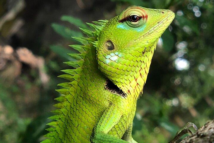 ウダワラワ国立公園サファリ日帰りツアー