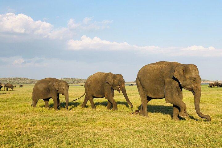 Tour di un giorno al safari nel parco nazionale di Udawalawa