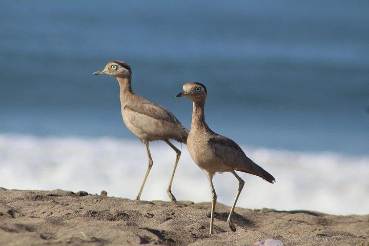 Half-Day Private Birdwatching Tour in Lima