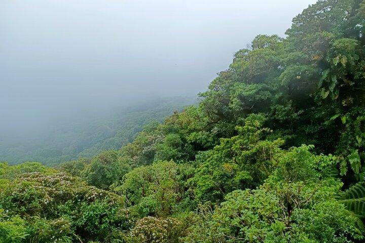 サンタエレナ雲霧林保護区へのプライベートガイド付きウォーク