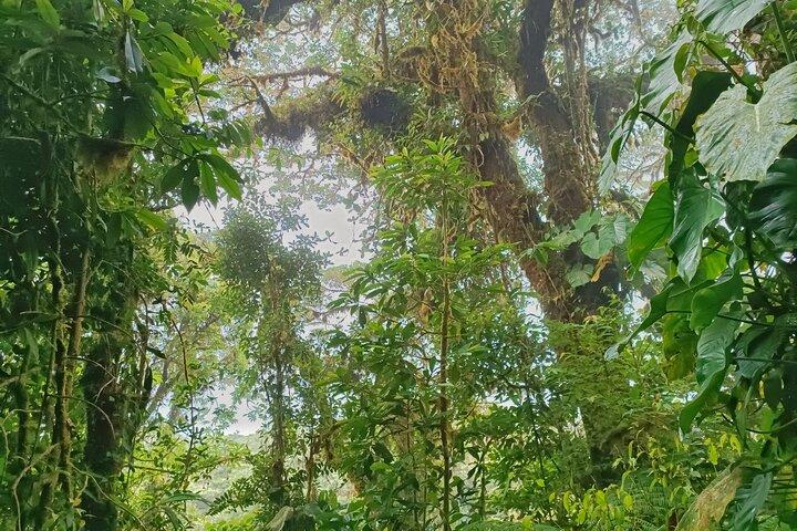 サンタエレナ雲霧林保護区へのプライベートガイド付きウォーク