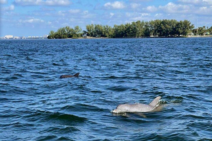 Privat 2-timers delfinovervågningskruise i St. Petersburg, FL