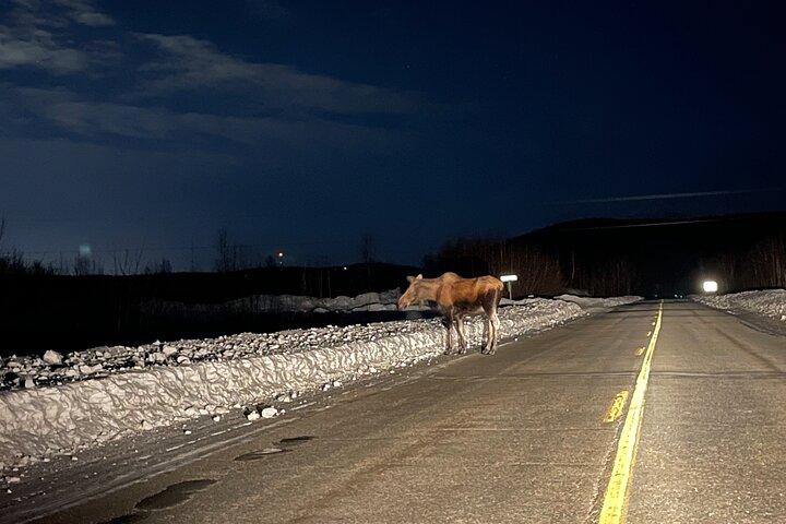 Vip Aurora Adventure from Fairbanks