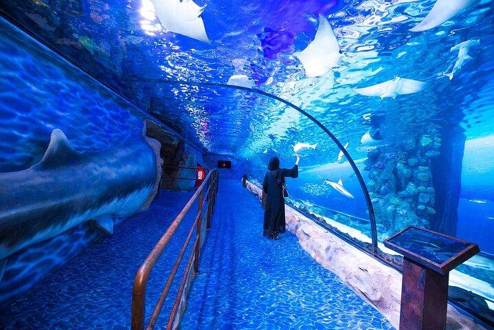 Dubai Aquarium and Underwater Zoo Adgangsbillet med muligheder
