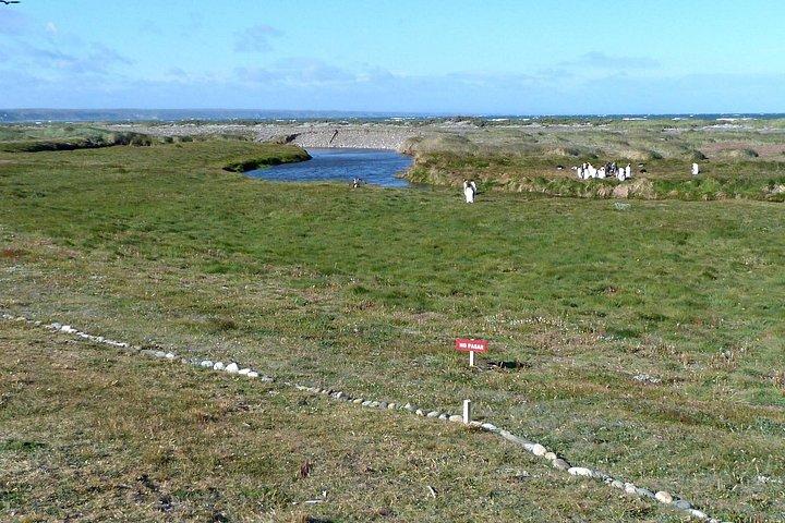 オウサマペンギン自然保護区 - ティエラ・デル・フエゴ島