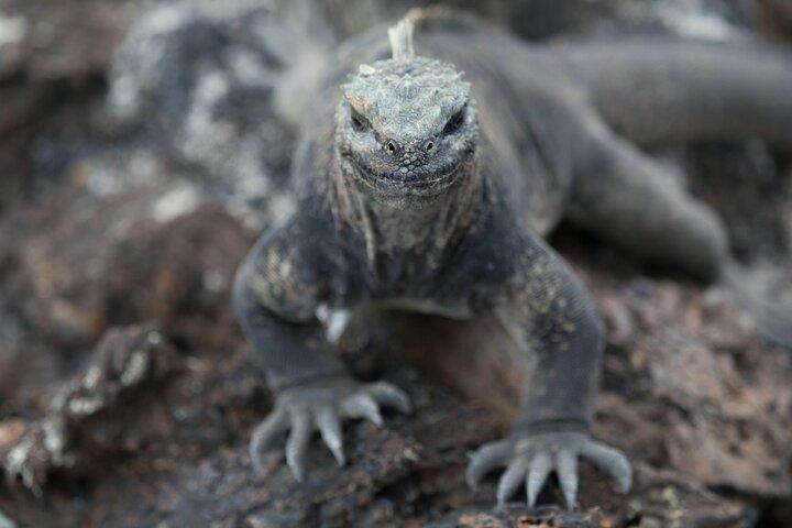 7-daagse tour - Guayaquil en Santa Cruz/Galapagos - Het beste van Ecuador