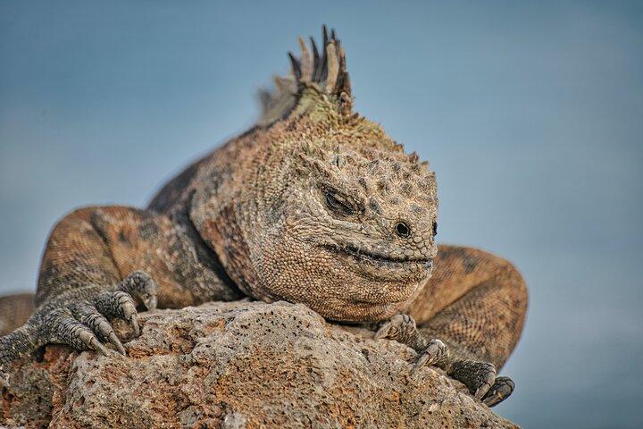 7-daagse tour - Guayaquil en Santa Cruz/Galapagos - Het beste van Ecuador