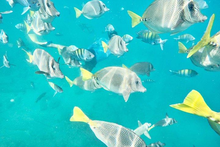 カボ サン ルーカスとサンタ マリア ベイ シュノーケリング観光クルーズ
